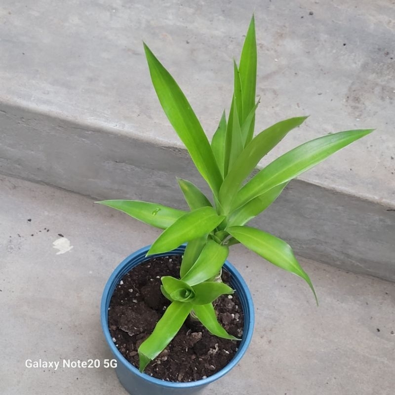 香蘭葉搭檔蘇吉葉Dracaena angustifolia印尼本土植物，世代以来一直用作天然食用色素