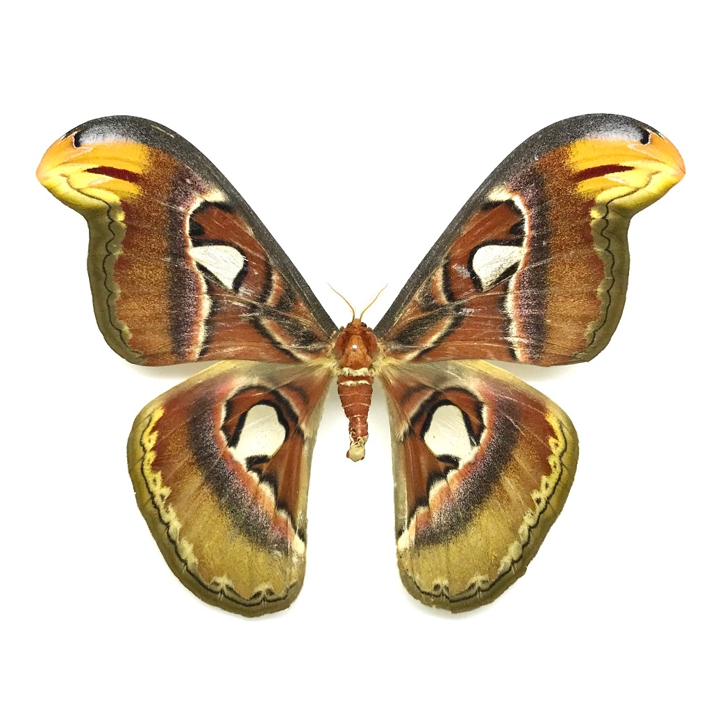 台灣產 皇蛾 Attacus atlas atlas  A1標本(飼育品 昆蟲標本 天蠶蛾 皇蛾 蛇頭蛾