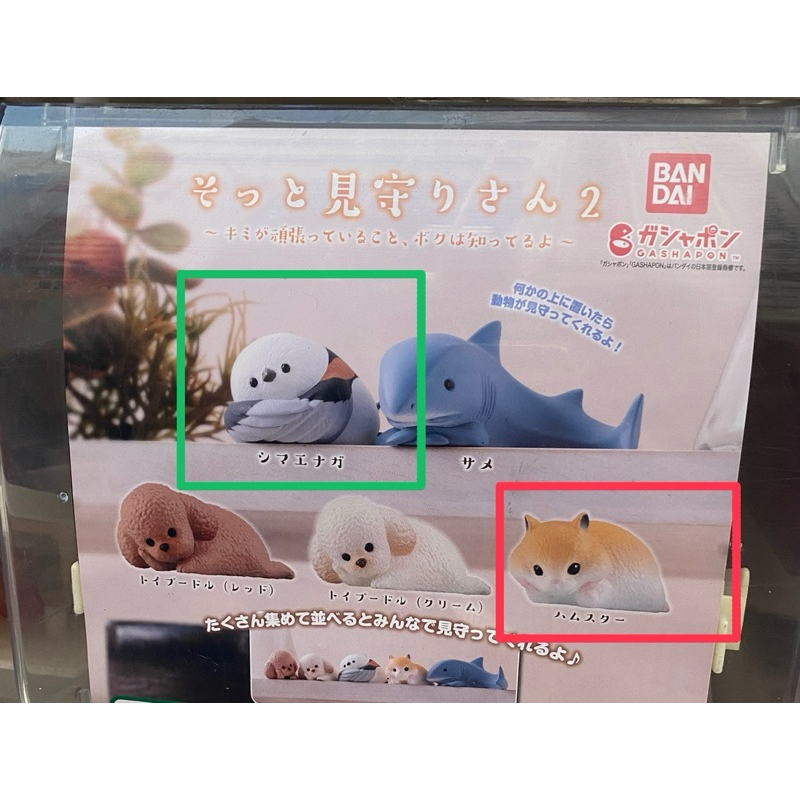 （現貨）新款 日本正版 BANDAI 靜靜凝視守護動物們 轉蛋 扭蛋 百代 倉鼠 老鼠 小鳥 鳥兒 幼鳥
