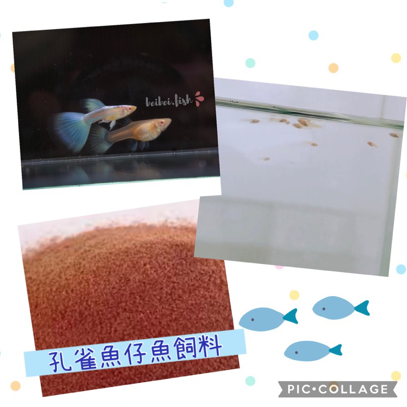 【貝果果魚坊】白子孔雀魚仔魚飼料🌈純種孔雀魚天空藍小魚飼料 影片