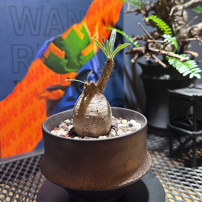 ［穩根］原產象牙宮•Pachypodium rosulatum•塊根植物