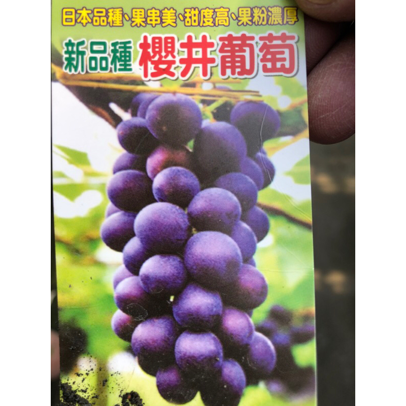 日本 櫻井  葡萄/5吋～🍇苗植袋⋯