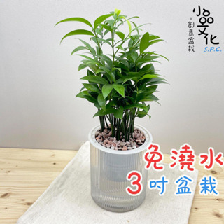 【小品文化】竹柏【現貨】3吋條紋圓免澆水盆栽 懶人盆栽 觀葉植物 室內植物 自動吸水 創意花盆 居家辦公盆花