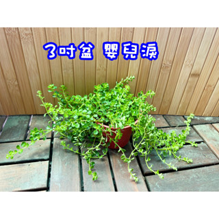 3吋盆 嬰兒淚 盆栽 小品盆栽 天使的眼淚 室內植物