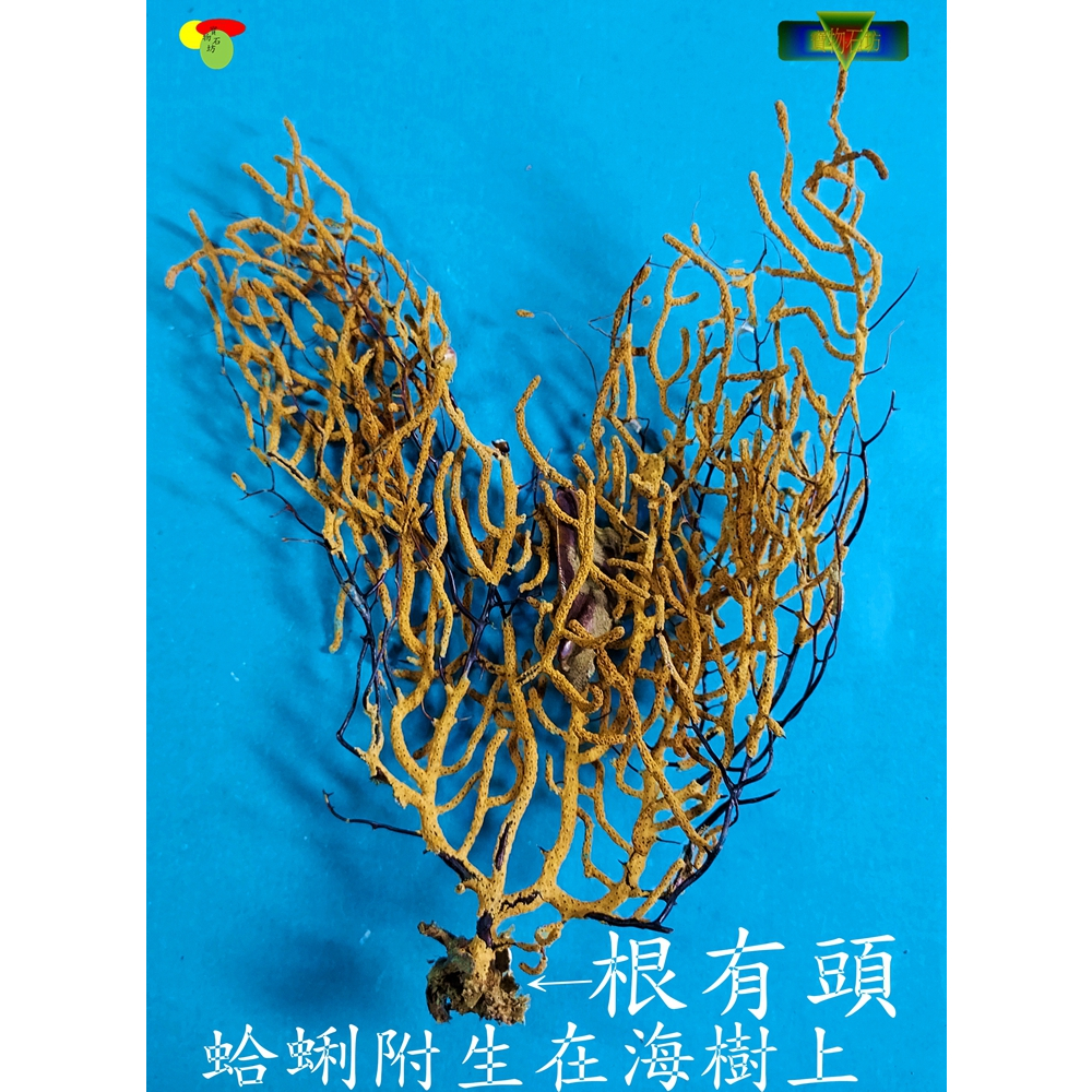 寶物石坊】天然海樹~編號169~沒加工處理~寄居蟹攀爬用~魚缸造景~室內擺設~diy材料包＃公仔funko pop＃貝殼