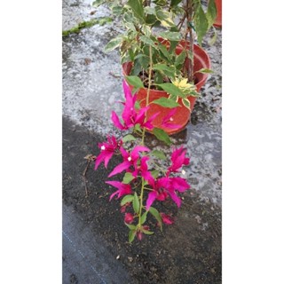 特殊品種7吋8吋大盆<蝶戀花/紅蝶-紫蝶-黃蝶-粉蝶-白蝶>九重葛/三角梅 一盆一枝樹枝苗含盆 植栽盆栽花盆好心情