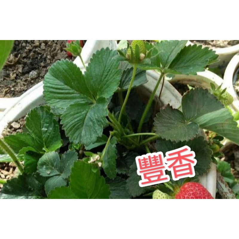 2023秋冬季草莓苗