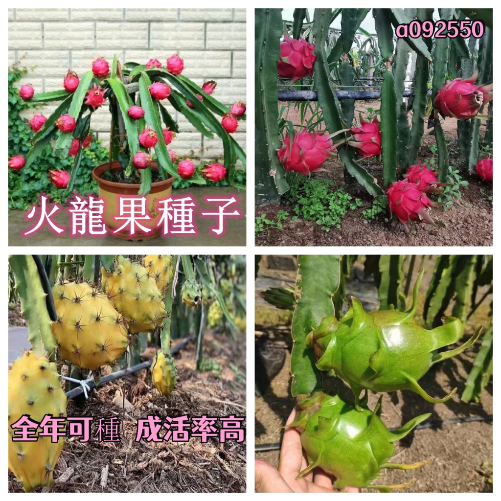 火龍果種子 四季種植水果種子地栽庭院陽台四季種植  火龍果種子大全