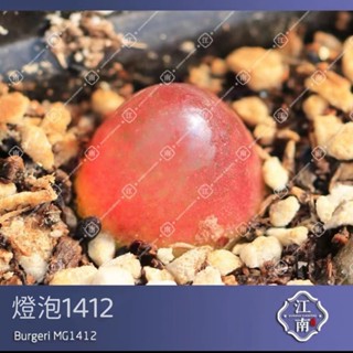 肉錐 燈泡1412 種子 SH409燈泡1412.1 多肉種子