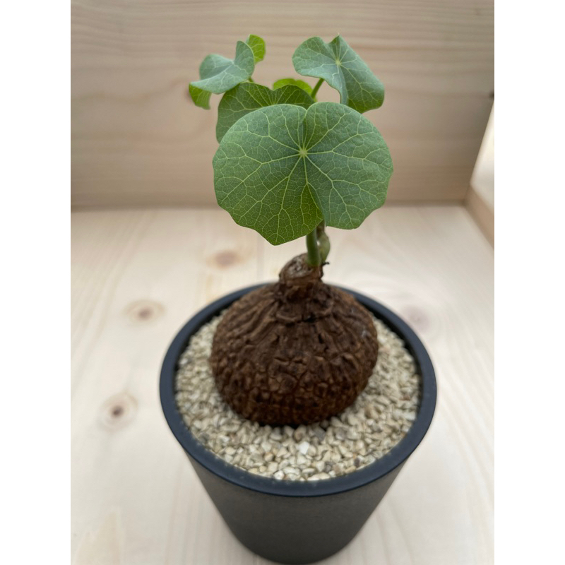 塊根植物-裂紋山烏龜（一物一拍）