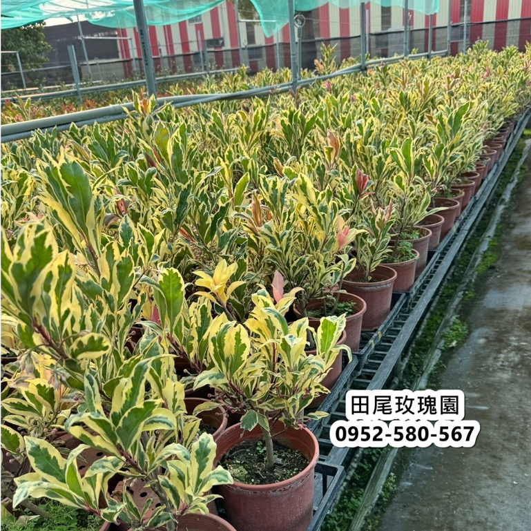 田尾玫瑰園 l 斑葉春不老 春不老錦 ' 6吋盆 高度約40cm 觀葉植物 (款式眾多歡迎詢問)