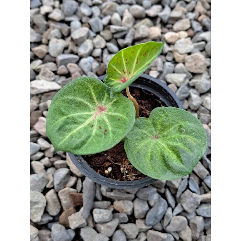 【山野園藝】🌿雙葉彩葉芋🌿 Caladium Double Leaf