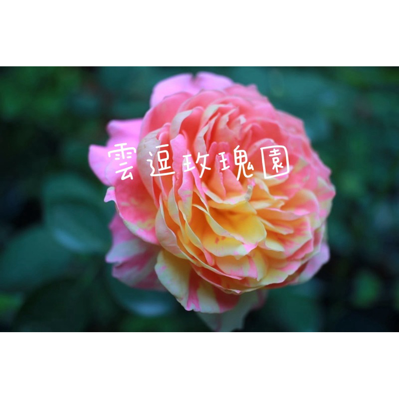 玫瑰花🌹畫家系列.克勞德莫內玫瑰🌹使用玫瑰專用土.絞紋玫瑰.莫內玫瑰花