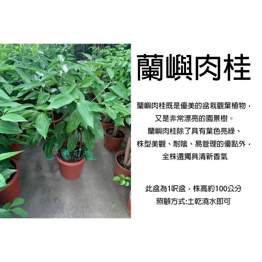 心栽花坊-蘭嶼肉桂/1呎盆/室內植物/綠化植物/觀葉植物/售價560特價500