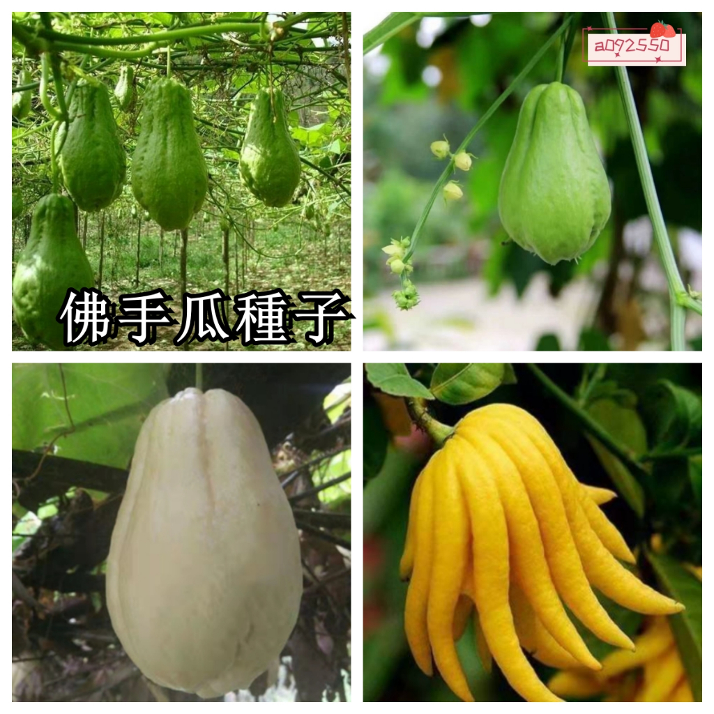 【特大佛手瓜種孑】四季盆栽種植庭院蔬菜種子 超低價 四季蔬菜種子 發芽率95%