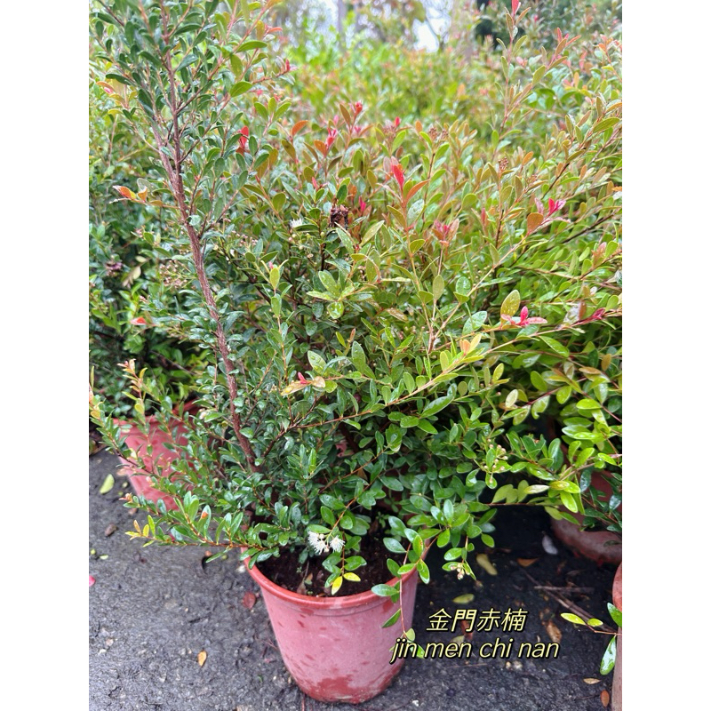 ｛英宏｝金門刺楠6寸 小葉赤楠 陽光植物 常綠植物