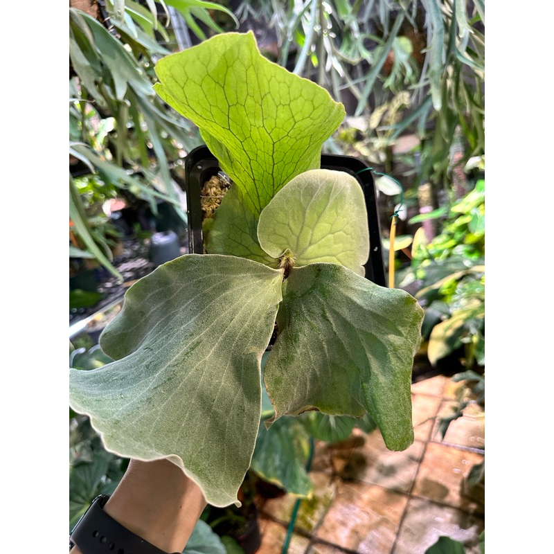 🔥特價🔥安地斯象耳鹿角蕨 ｜側芽株 ｜觀葉植物｜鹿角蕨｜斑葉｜婚禮小物｜室內植物｜盆栽｜龜背芋｜