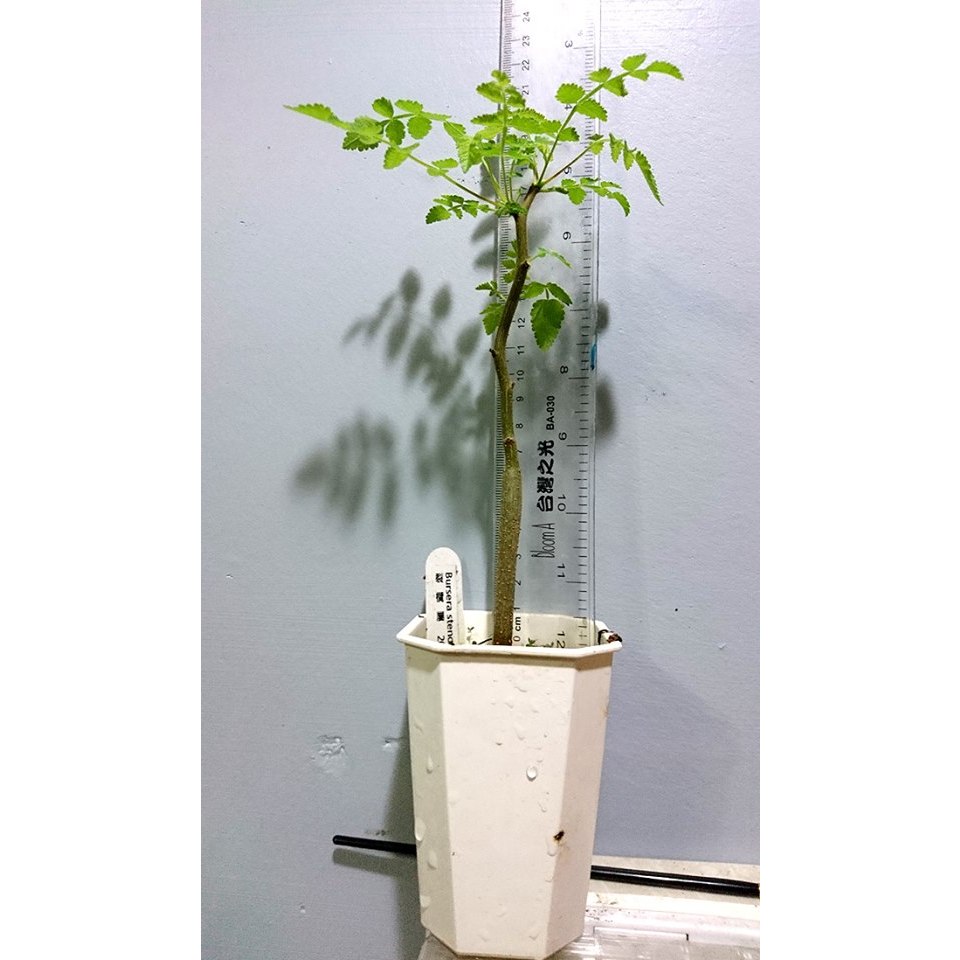 【塊根英雄】十字裂欖種子/Bursera Stenophylla/橄欖科裂欖屬/可變葉型層次豐富，氣味香甜