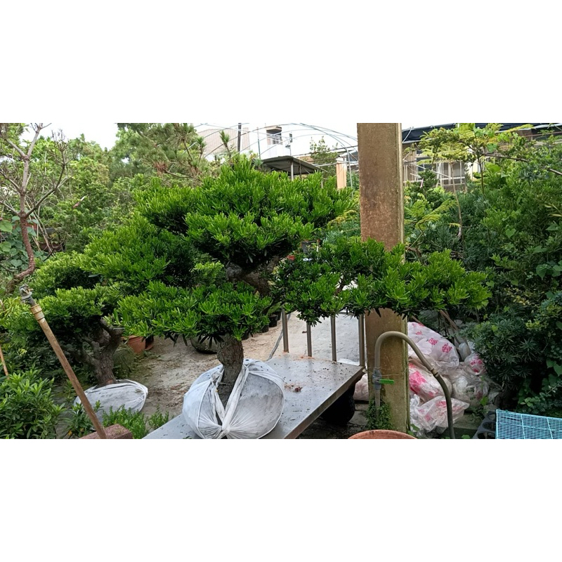 霏霏園藝金鑽羅漢松給你賺錢非常老輕鬆樹一棵特價16000元