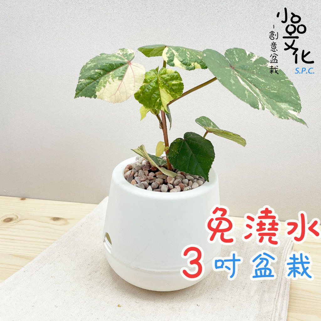 【小品文化】斑葉黃槿【現貨】3吋雪胖免澆水盆栽 懶人盆栽 觀葉植物 室內植物 自動吸水 創意花盆 居家辦公盆花