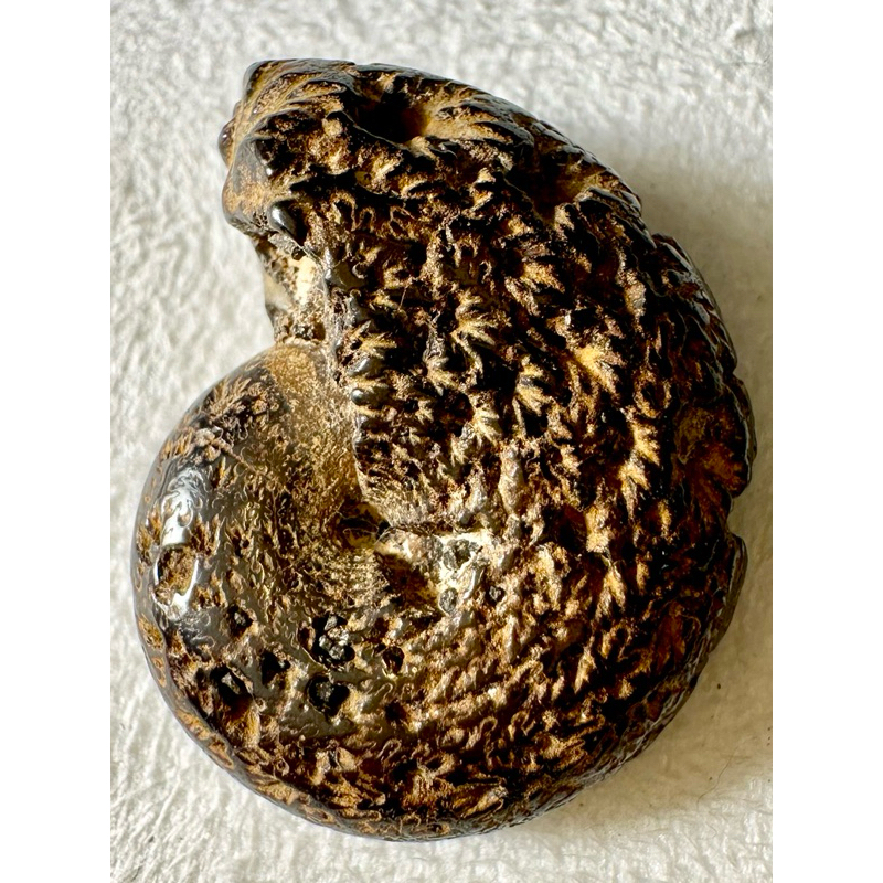 [菊石化石]褐鐵礦化菊石-L033-摩洛哥化石