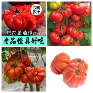 【馬蹄番茄種子】馬蹄番茄 西紅柿種子 蔬菜種子 盆栽聖女果 四季種植果子 老品種番茄
