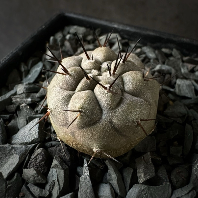 在台現貨 仙人掌 Copiapoa cinerea歐貨 黑王丸 實生 ㄧ物ㄧ拍