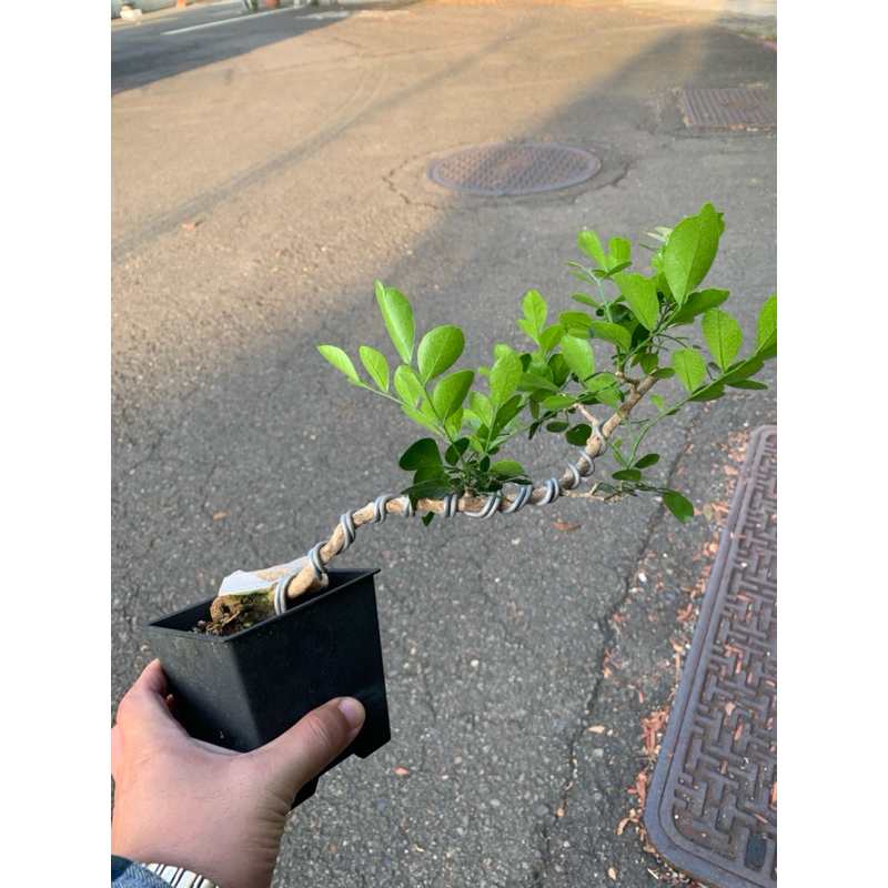 🪴多肉小雞腿🪴七里香-月橘-整型盆栽-開花植物-小品盆栽