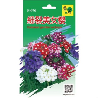 【翠筠官方直營】花卉種子I 細裂美女櫻/五色菊 種子 種籽 種苗 苗 菜園 菜圃 園藝 花卉 瓜果 香草 葉菜