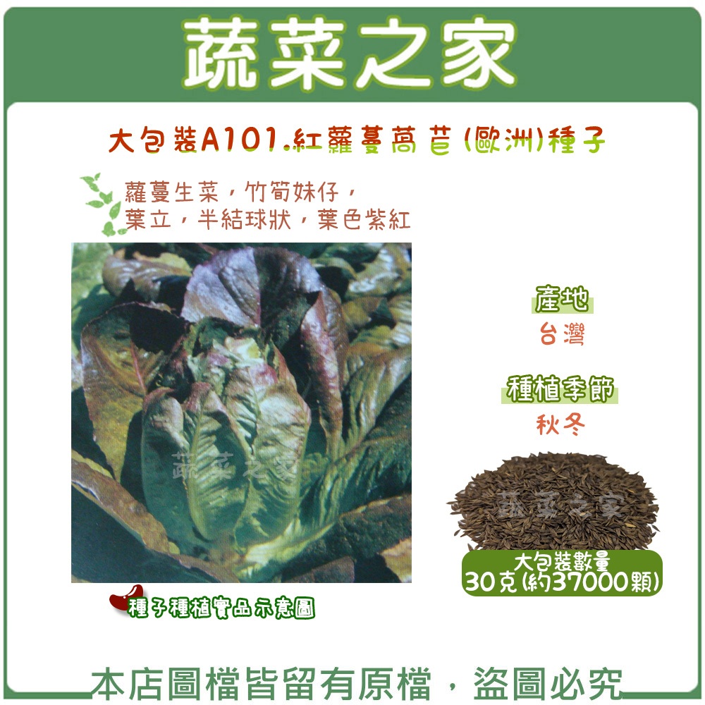 【蔬菜之家滿額免運】大包裝A101.紅蘿蔓萵苣(紅羅美.紅蘿美)種子30克(約37000顆) 蘿蔓生菜 ，竹筍妹