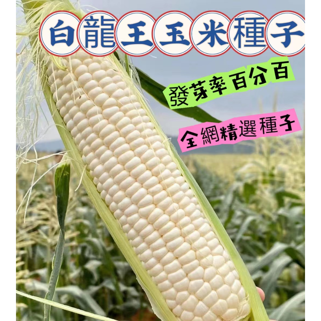 🍁💥🔥今年新品 高質量 白龍王玉米種子 白玉米種子 玉米種子 水果玉米種子 爆漿白玉米 可生吃玉米 100%發芽 四季播