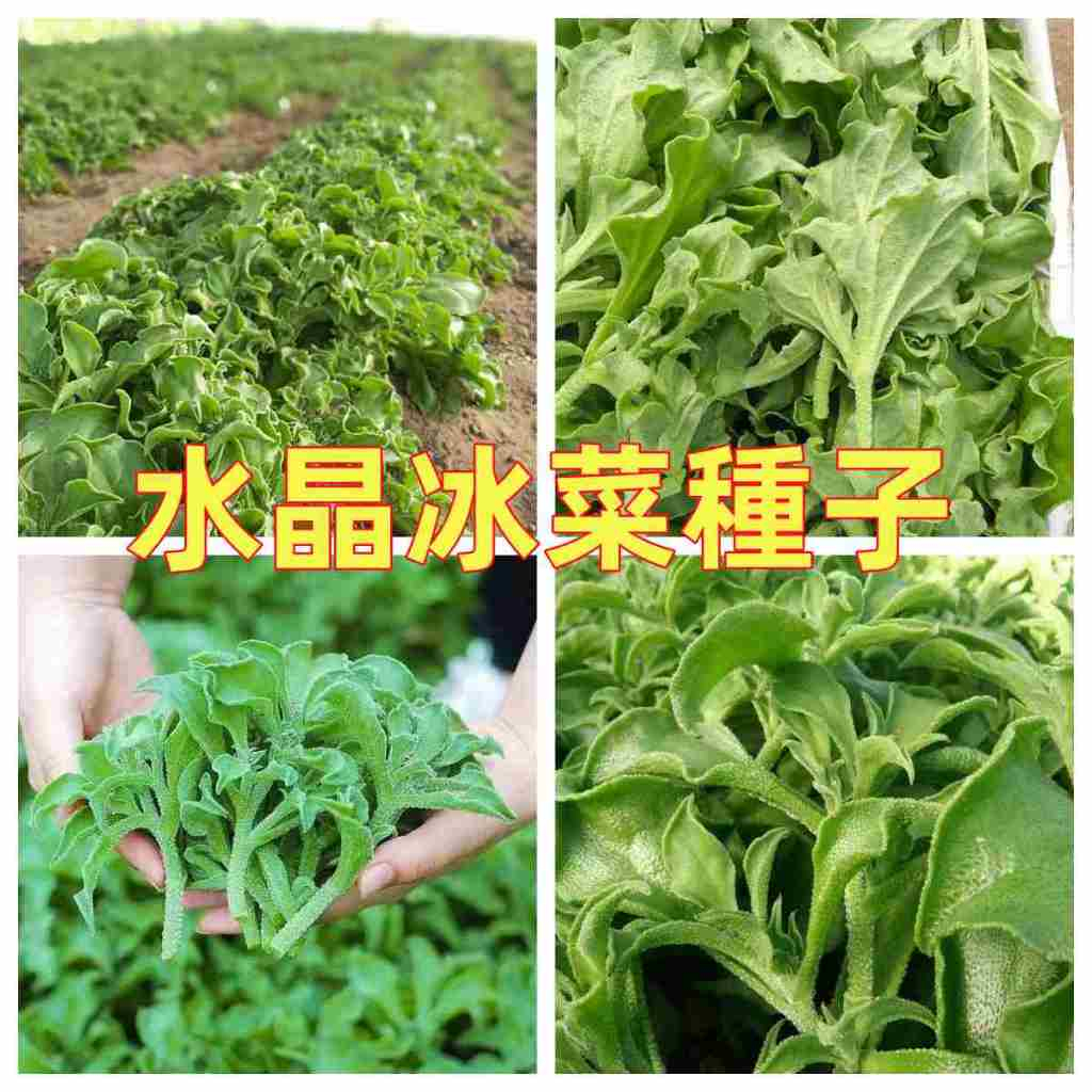 水晶冰菜種子 高鈣蔬菜種子四季種植陽臺盆栽蔬菜種子