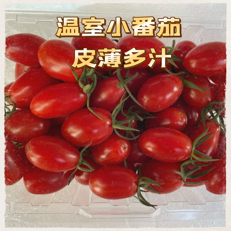 新鮮直送溫室栽培小番茄🍅 玉女小番茄 皮薄多汁