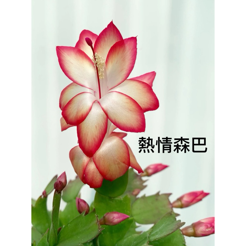 螃蟹蘭、蟹腳蘭、進口#熱情森巴#一份2節葉片#無根