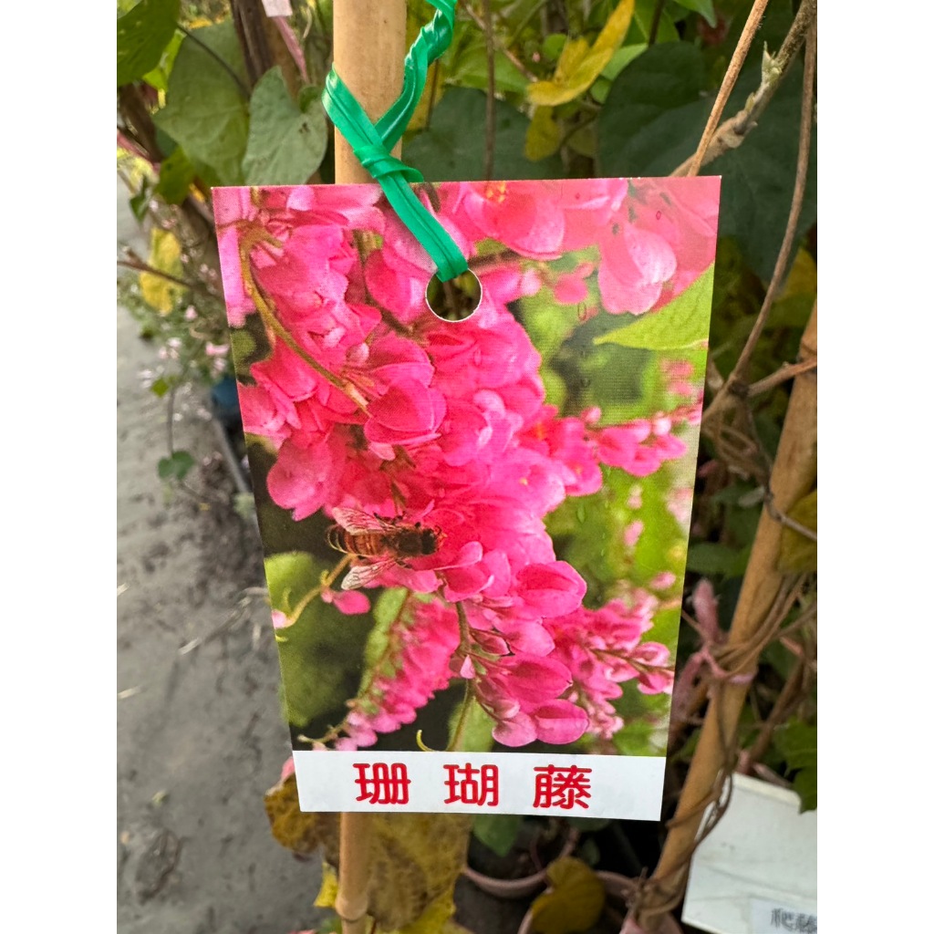 植系青屬-珊瑚藤/蔓性/藤蔓/冬天微落葉開花植物/四吋盆