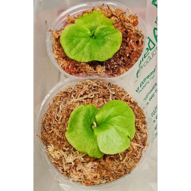 過水鹿-亞洲猴腦鹿角蕨（1.7吋盆） 鹿角蕨 亞猴 孢子苗