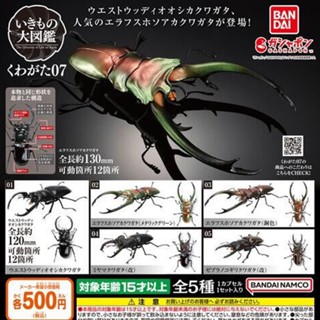 【盧卡斯偷椅子】現貨 正版 BANDAI 萬代 生物大圖鑑 鍬形蟲篇 07 P7 第七彈 鍬形蟲 扭蛋 轉蛋