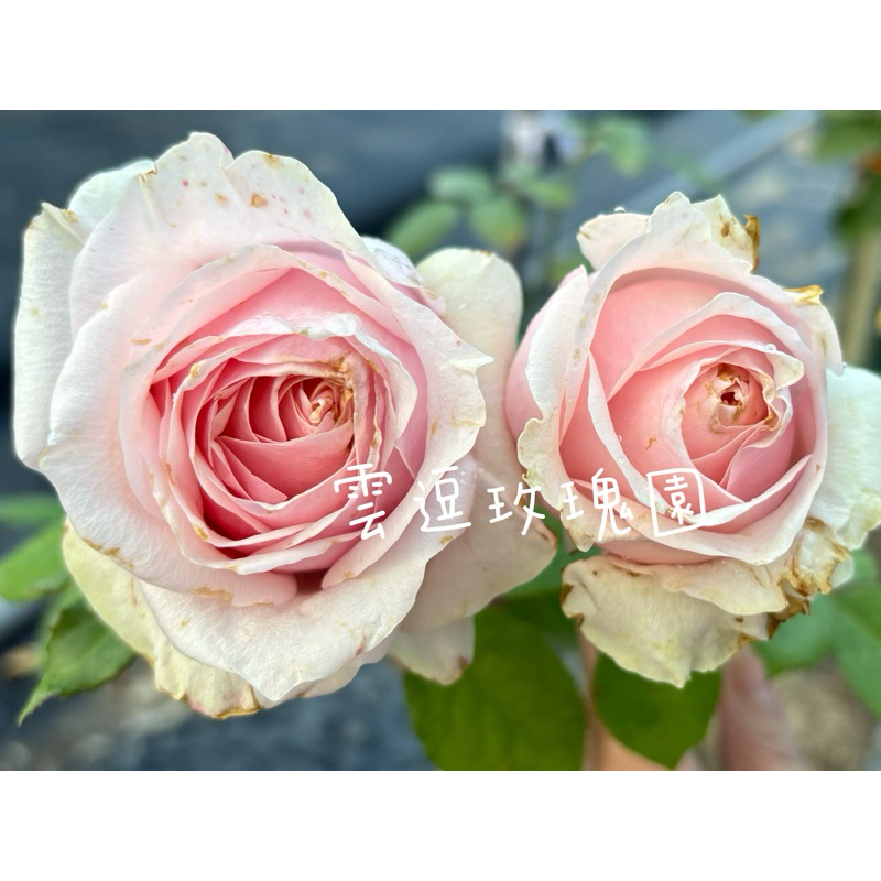 雲逗玫瑰園🌹強香巨大花.貴婦香氛.大香水parfume de grande🌹使用玫瑰專用土.玫瑰花月季