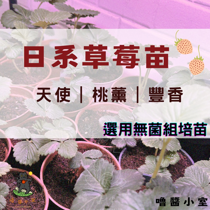 嚕醬小室｜2024日本品系草莓苗開賣 桃薰 天使 豐香