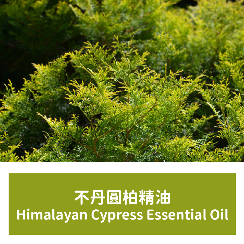 【馥靖精油】不丹圓柏精油 Himalayan Cypress Essential Oil