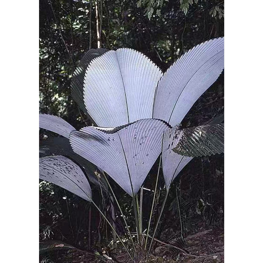 【塊根英雄】白背鑽石椰子種子/Johannesteijsmannia magnifica/棕櫚天花板，鑽石椰子的高階品種