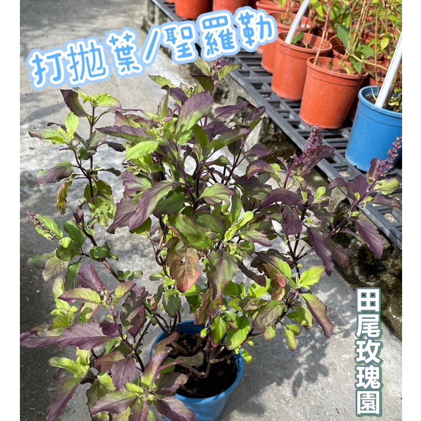 田尾玫瑰園 l 打拋葉、聖羅勒、泰國九層塔【五吋盆栽 高度約40cm】食用植物 香草.香料植物 (田尾在地商家)