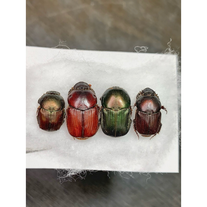 尚比亞🇿🇲/ 坦尚尼亞🇹🇿/ 尚比亞🇿🇲/ 布吉納法索🇧🇫 Onitis糞金龜標本，一次收集四種，顏色都不一樣/甲蟲標本
