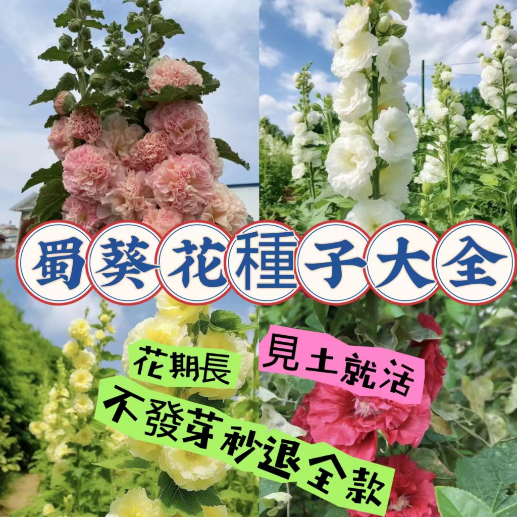 蜀葵花種子 重瓣蜀葵 多年生四季開花花卉種子 觀賞花卉種子