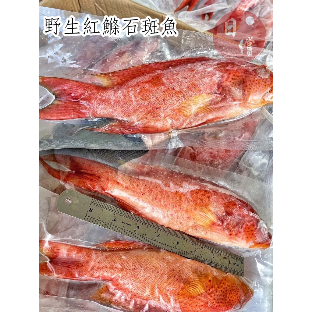 【日鱨食鋪】野生紅鰷石斑魚 400-500g/尾 #已三去 #簡單料理