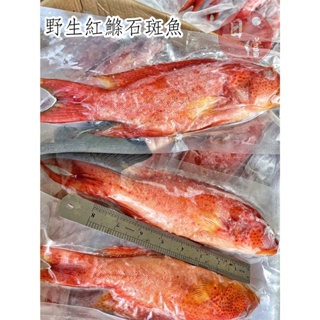【日鱨食鋪】野生紅鰷石斑魚 400-500g/尾 #已三去 #簡單料理