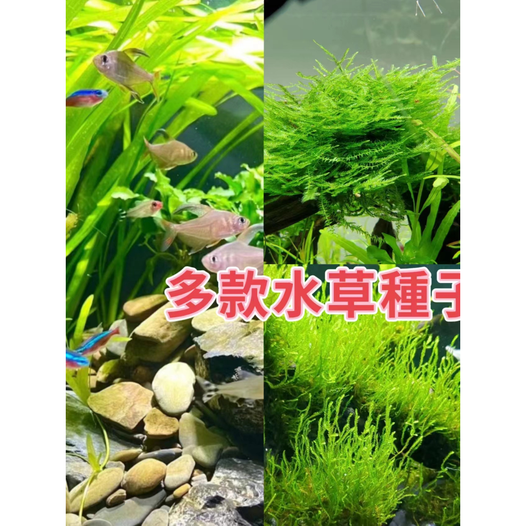 🍁💥【蝦皮熱銷】四季速成水草種子 魚缸造景 迷你矮 大牛毛草 小牛毛草 矮珍珠 大對葉 小對葉 多款水草種子 超值