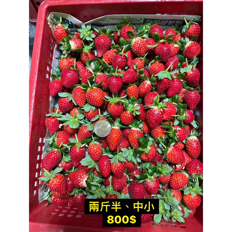 大湖新鮮直送の草莓🍓2.5斤裝