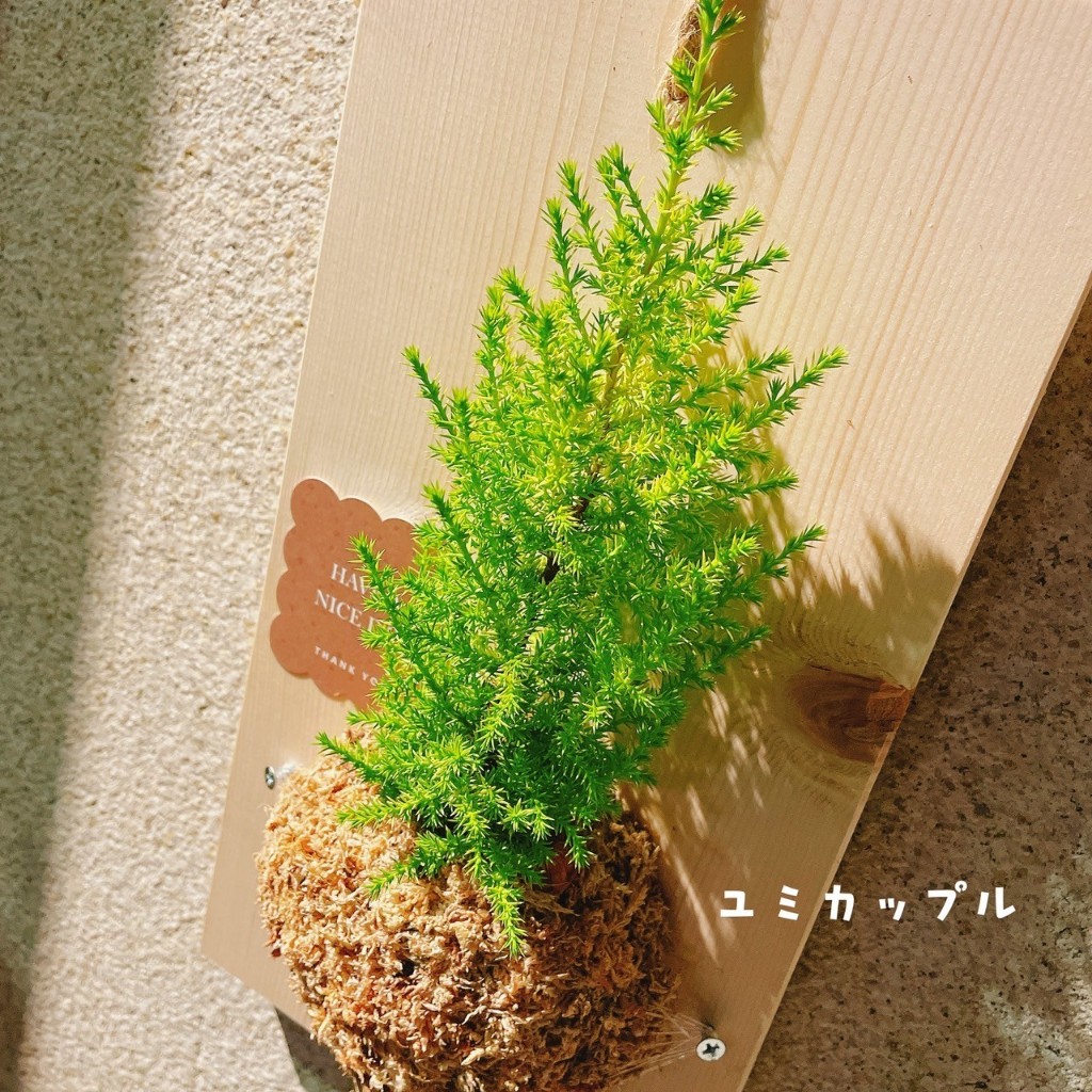 由美夫婦植栽 // 上板香冠柏 文青風質感小品 (已上板35x18公分/3吋植株) (中板+質感麻繩)