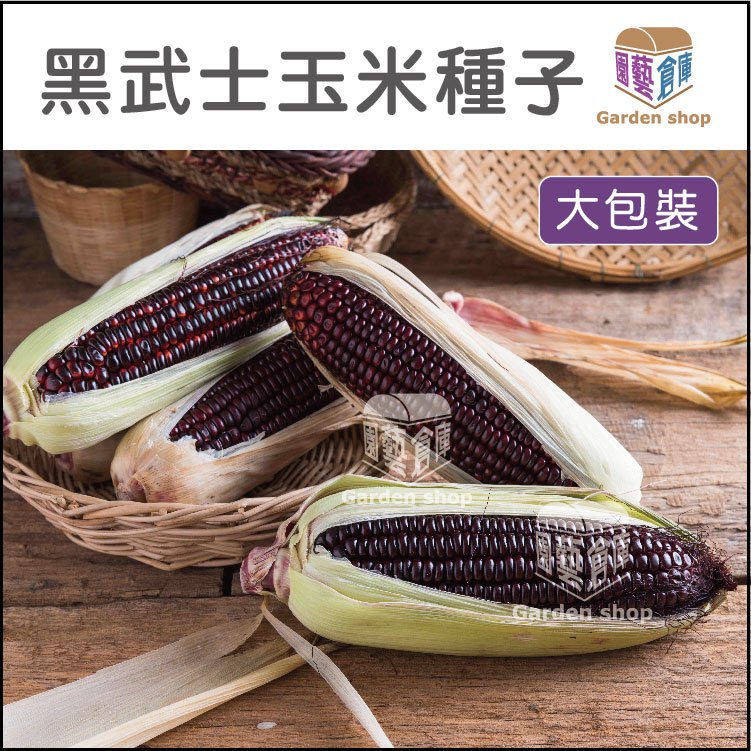黑武士玉米種子--果粒紫黑富含抗氧化花青素，口感Q彈無渣感 ，甜度比一般糯玉米高(量販裝)-園藝倉庫